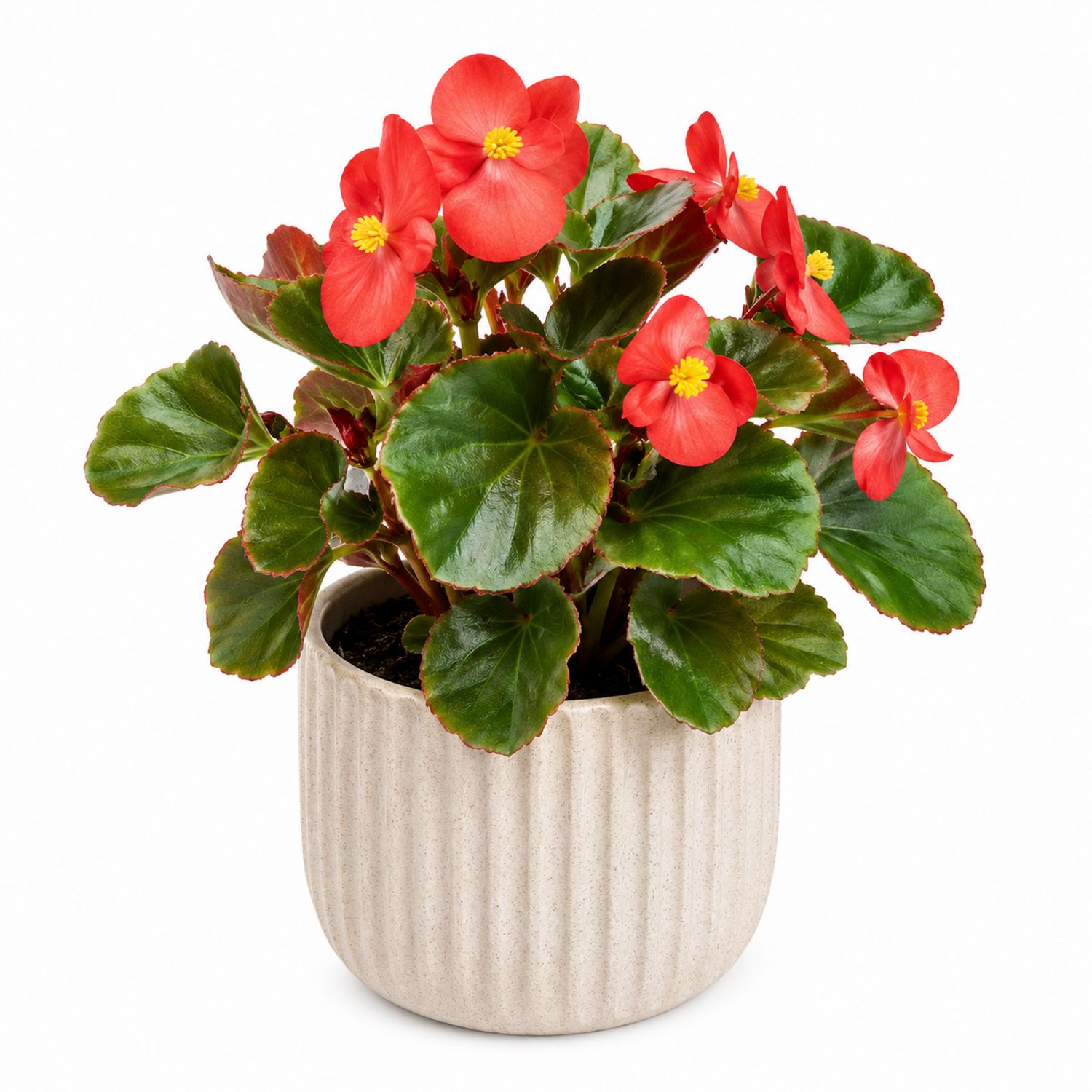 Begonia roja en maceta decorativa de cerámica