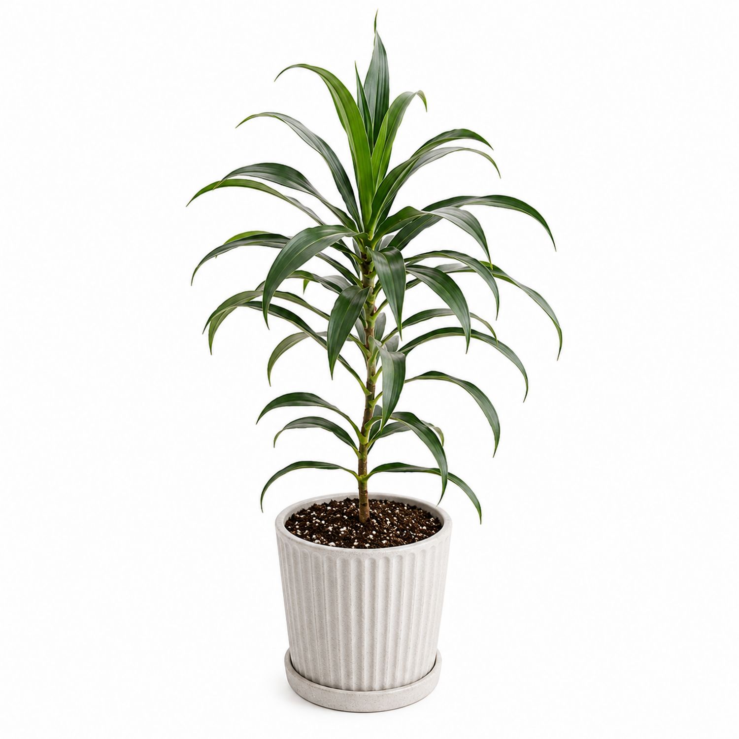 Planta Dracaena de Interior con Maceta Cerámica 100cm