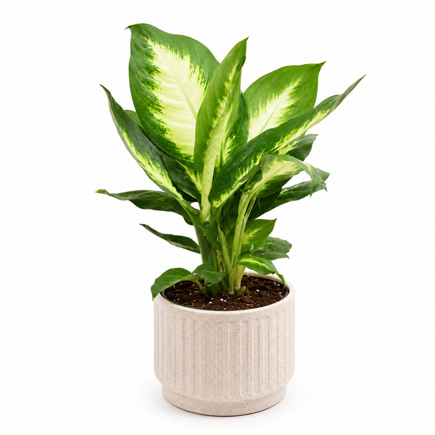 Planta de Interior Dieffenbachia con Hojas Verdes y Blancas