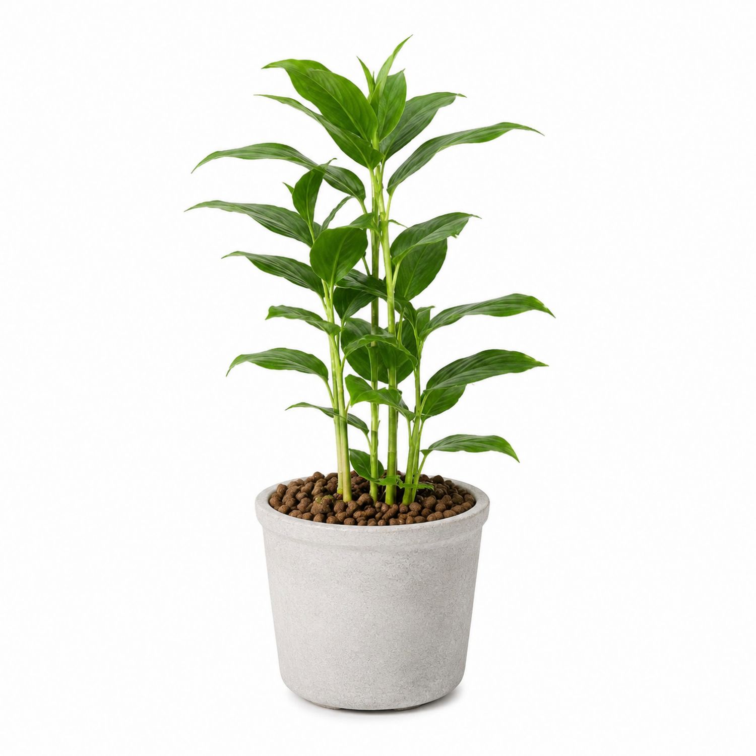 Planta de Interior Verde en Maceta Gris