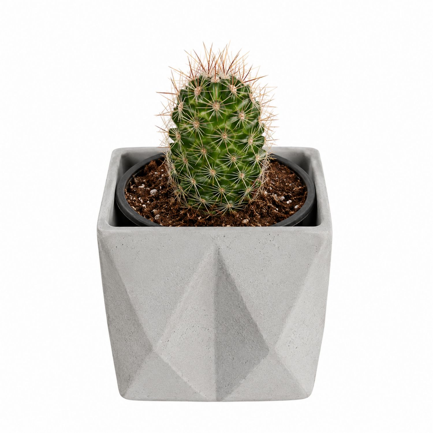 Cactus en Maceta de Cemento Geométrica, Verde y Gris