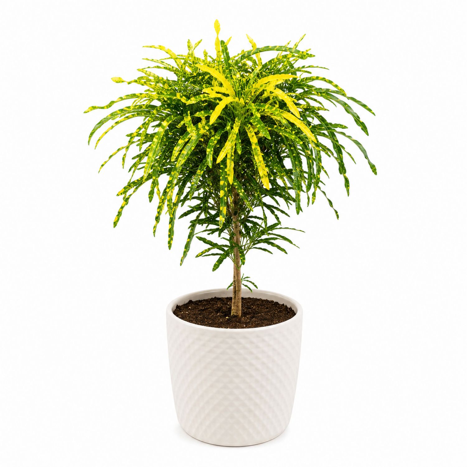 Planta de Crotón en Maceta de Cerámica Blanca 50 cm Verde y Amarillo