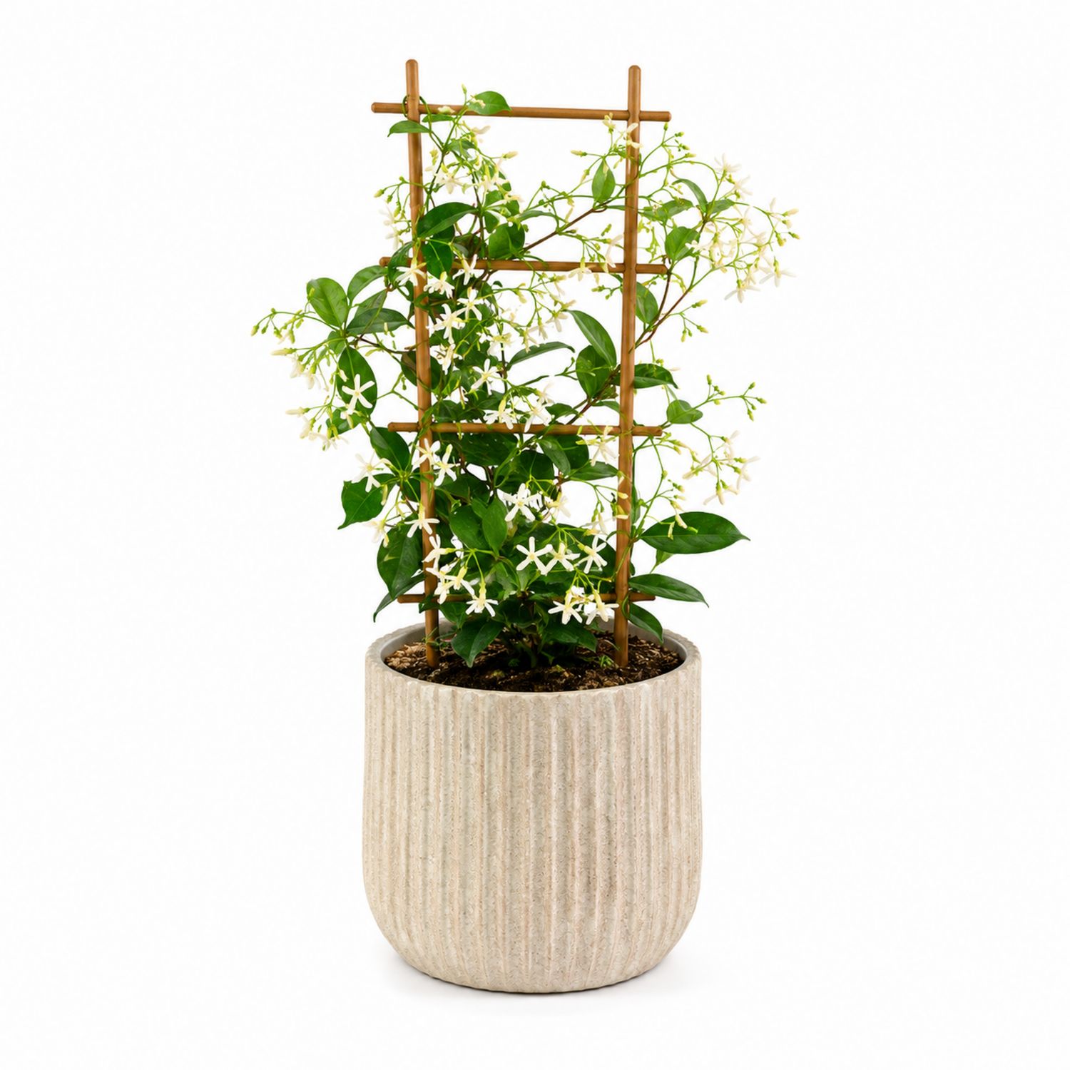 Planta de Interior Jazmín Trepador con Enrejado y Maceta Beige