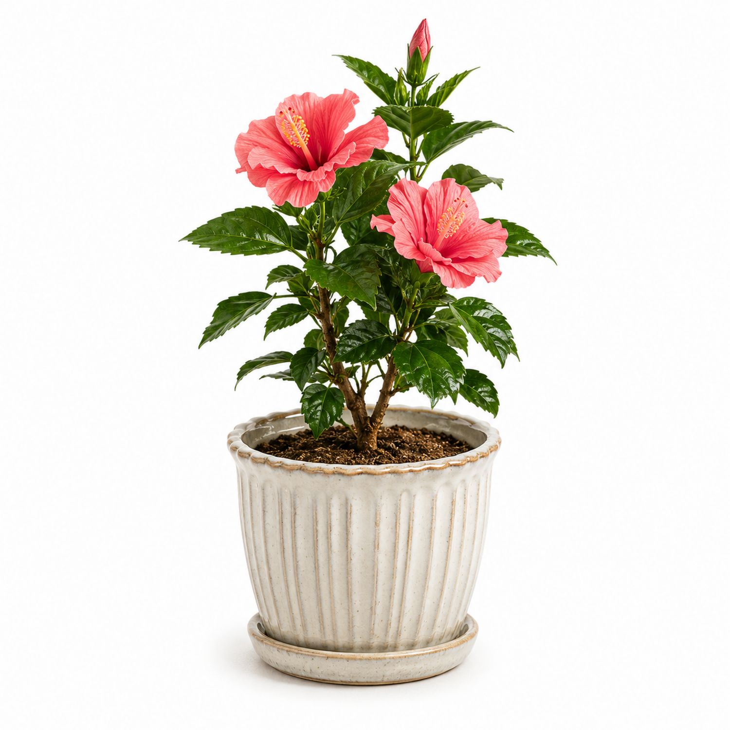 Hibisco con Maceta de Cerámica Blanca Rosa para Interior