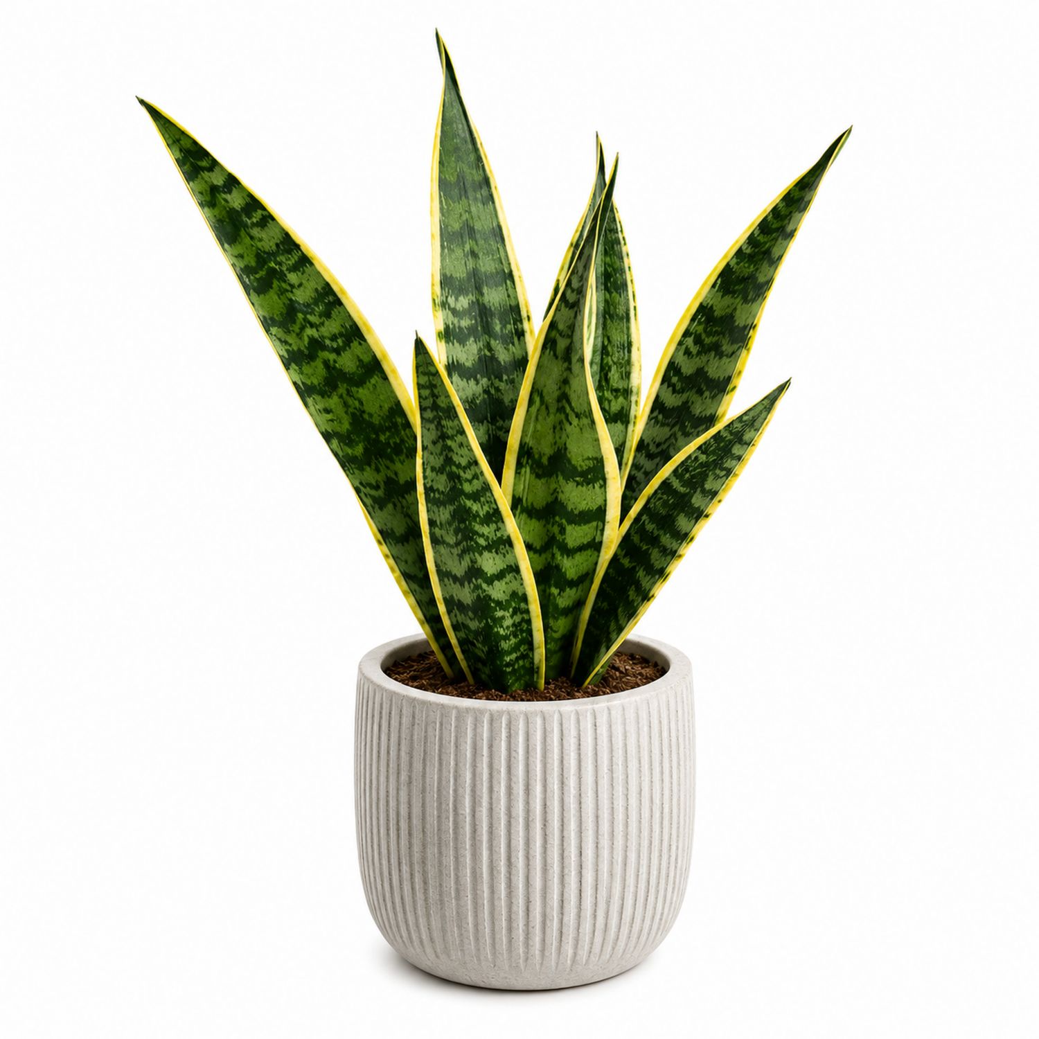Planta de Sansevieria Trifasciata Verde con Maceta Gris - Ideal para Interiores