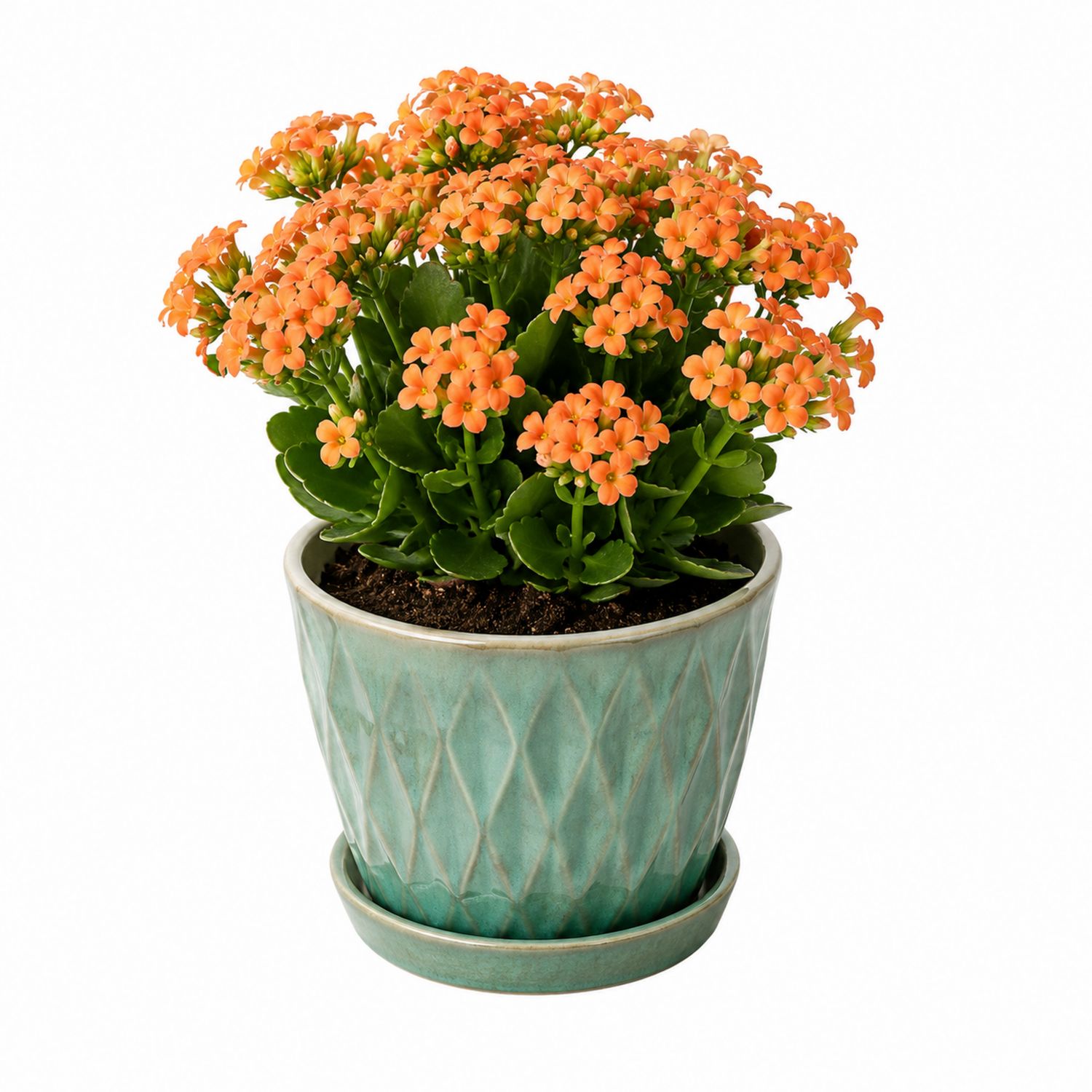 Kalanchoe Naranja en Maceta de Cerámica Verde