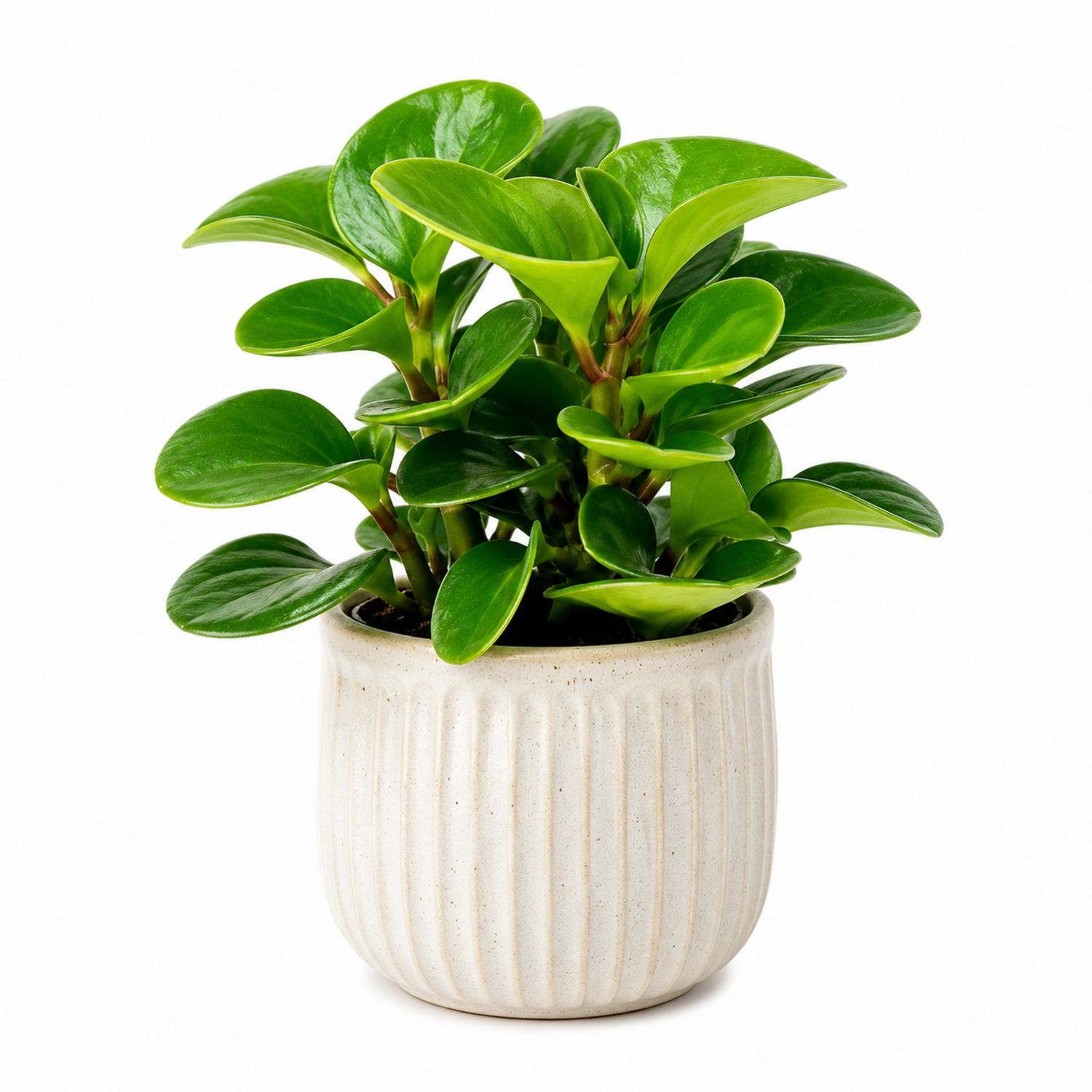Planta de Interior Peperomia en Maceta de Cerámica Beige