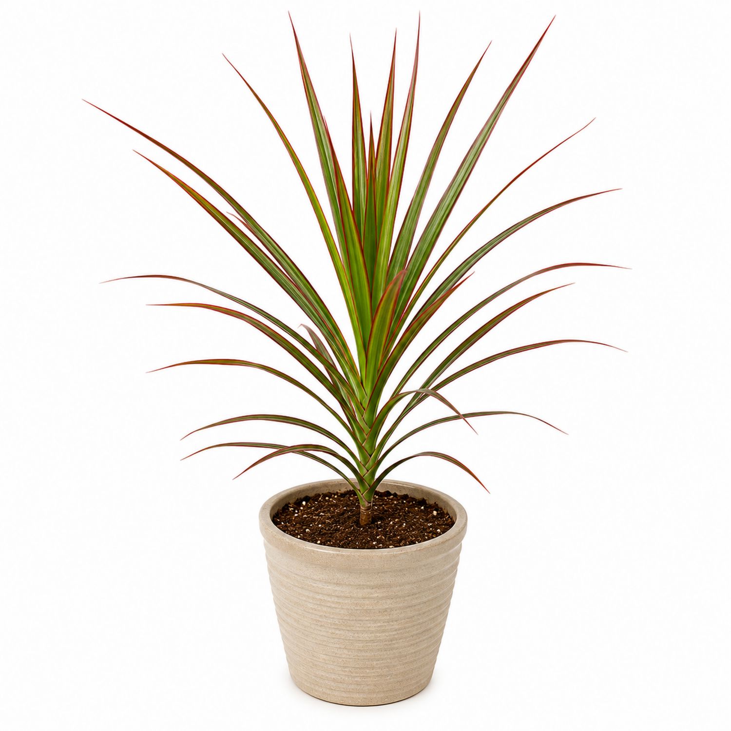 Planta de Interior Dracaena Marginata en Maceta Beige
