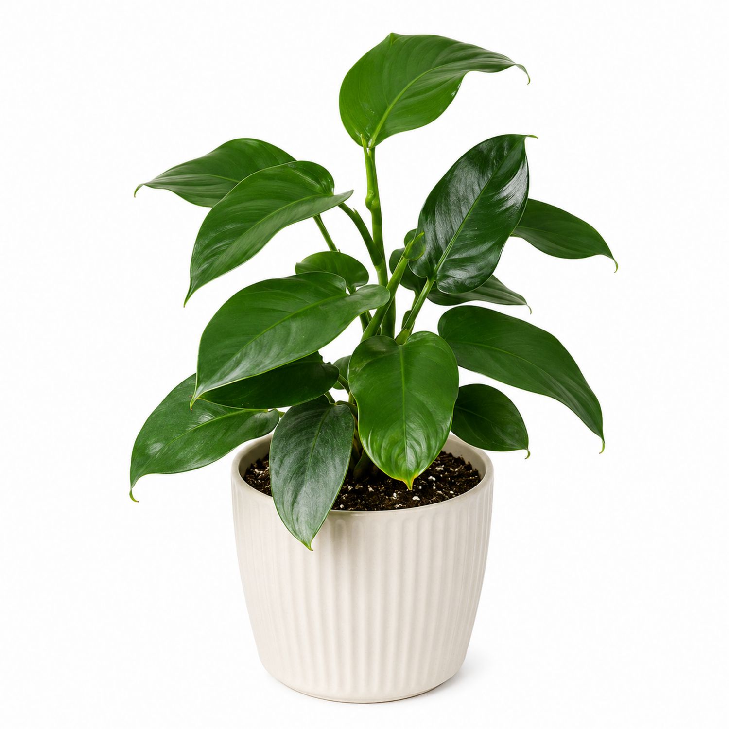 Planta de Interior Filodendro Verde con Maceta