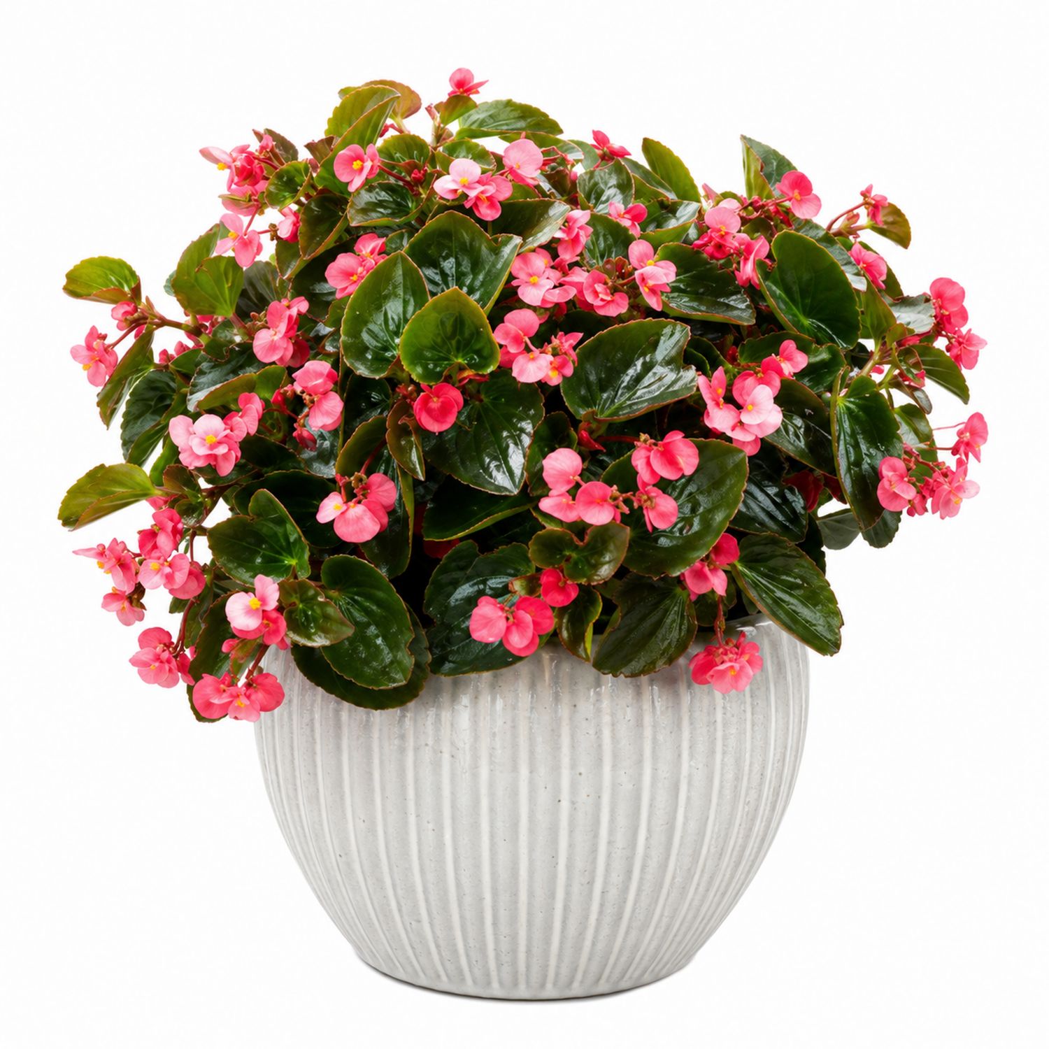Begonia con Flores Rosas en Maceta Blanca