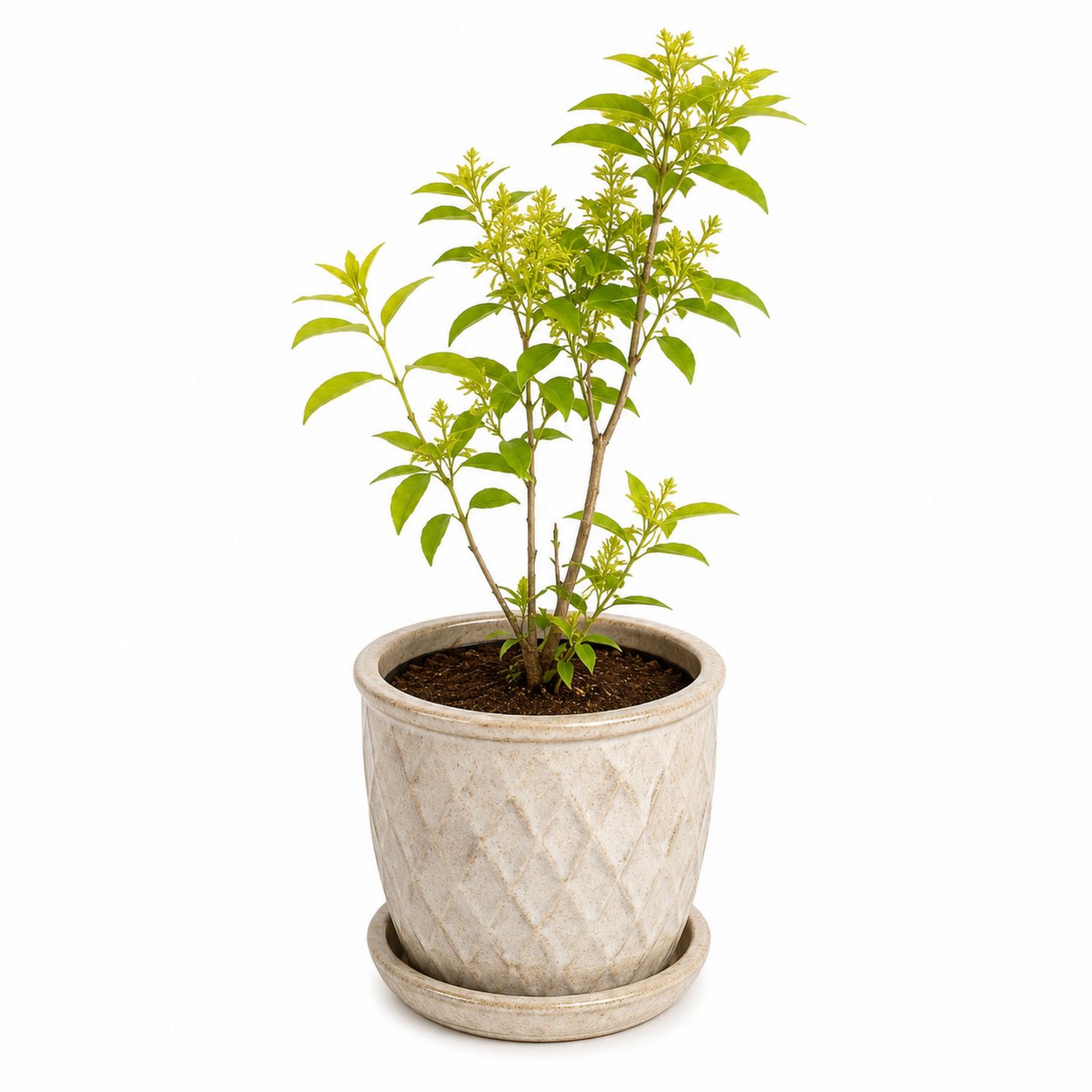 Planta de interior verde con maceta beige, 15cm x 30cm