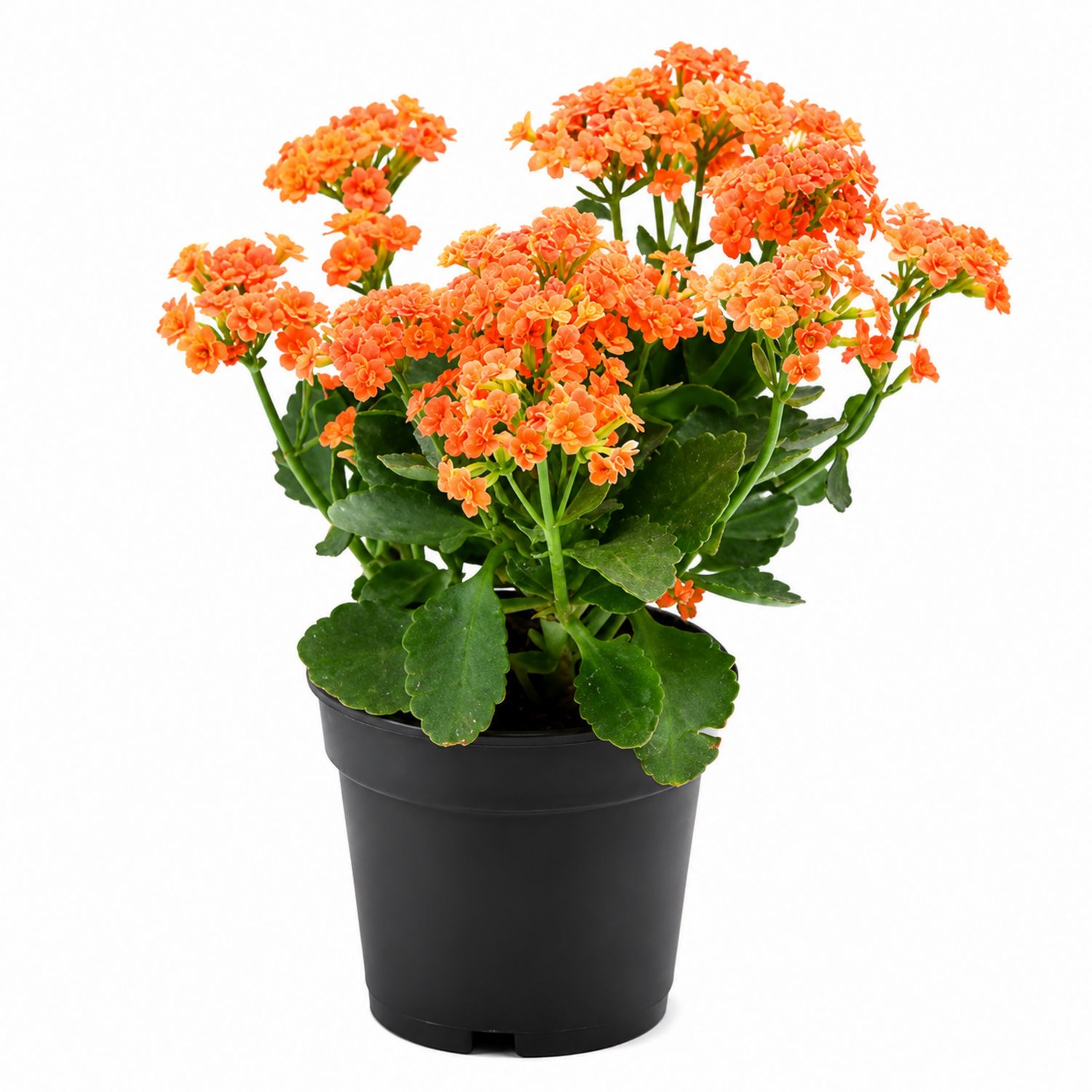 Kalanchoe en Maceta Negra con Flores Naranjas 15x25cm