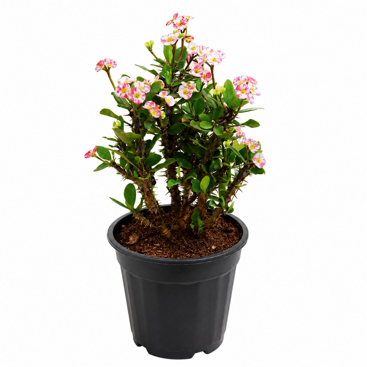 Euphorbia milii con Flores Rosadas en Maceta Negra 30x45 cm