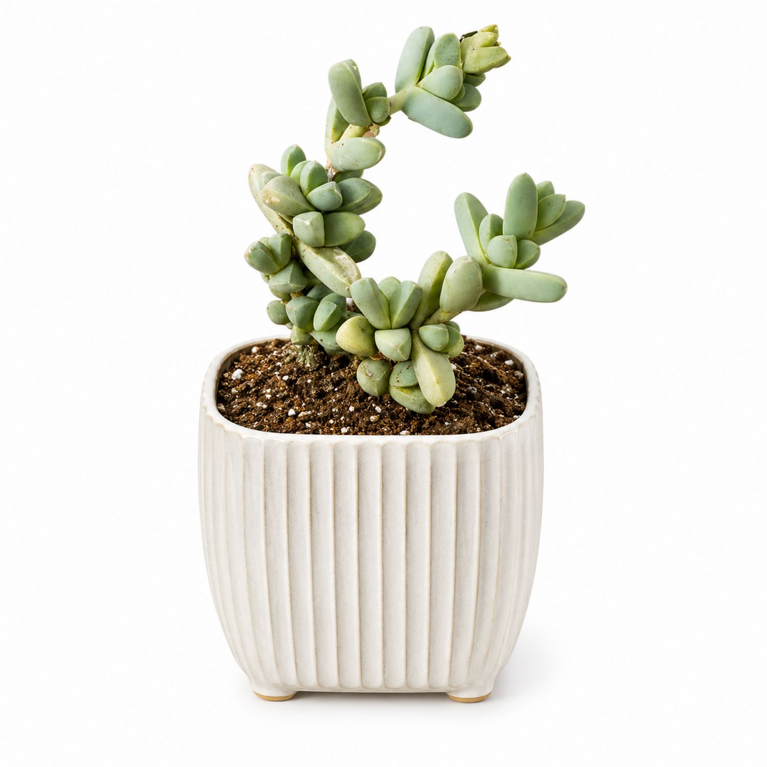 Crassula suculenta en maceta cerámica blanca