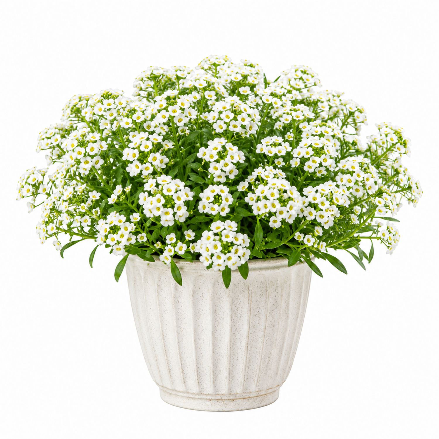 Planta de Flores Alyssum en Maceta Blanca