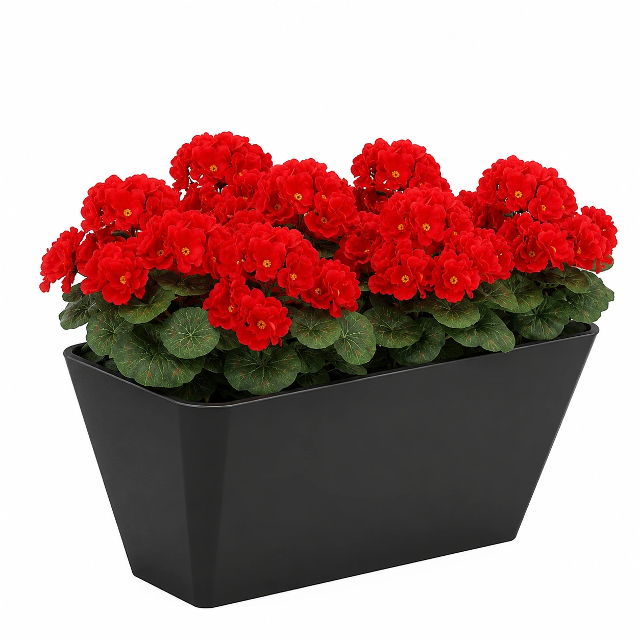 Blumenkasten mit Roten Begonien-estovialiving