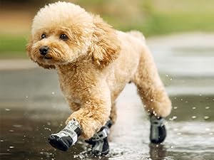 dog rain boots waterproof