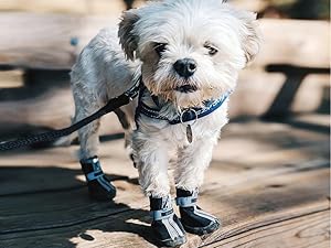 dog shoes for daily walking