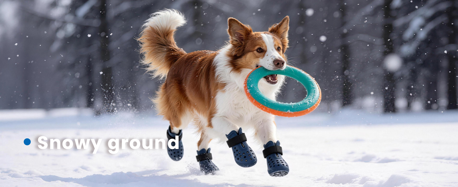 dog shoes