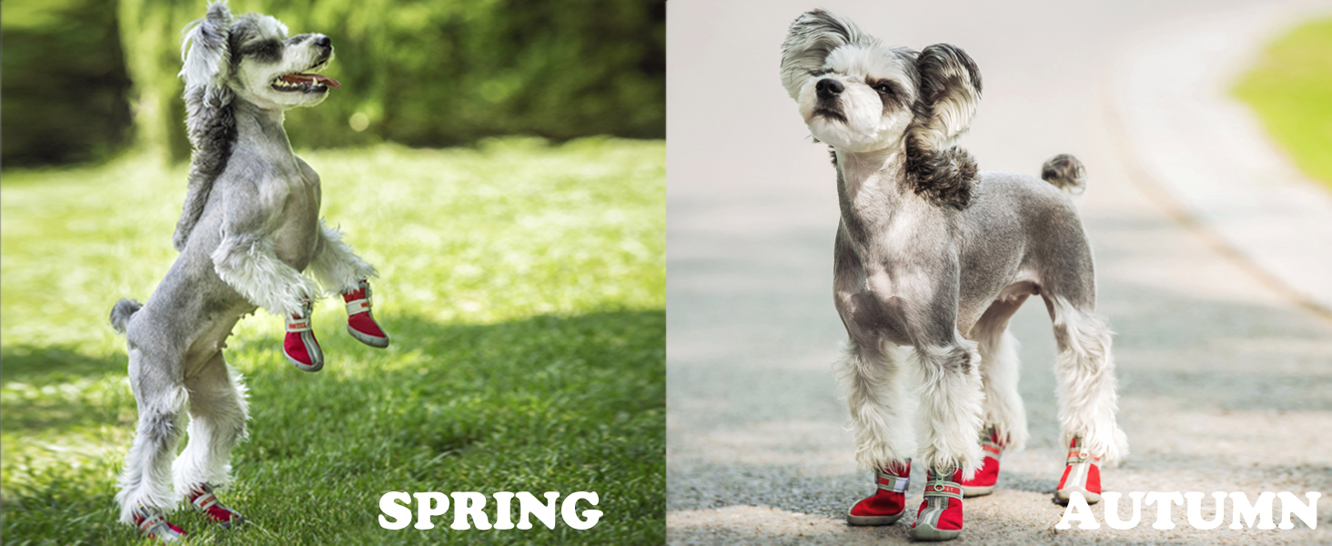 dog boots