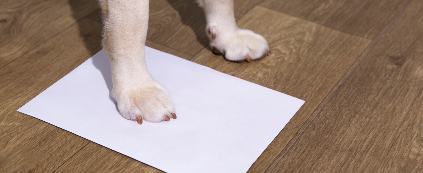 dog shoes for small dogs