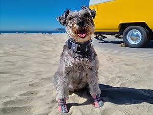 dog shoes for small dogs