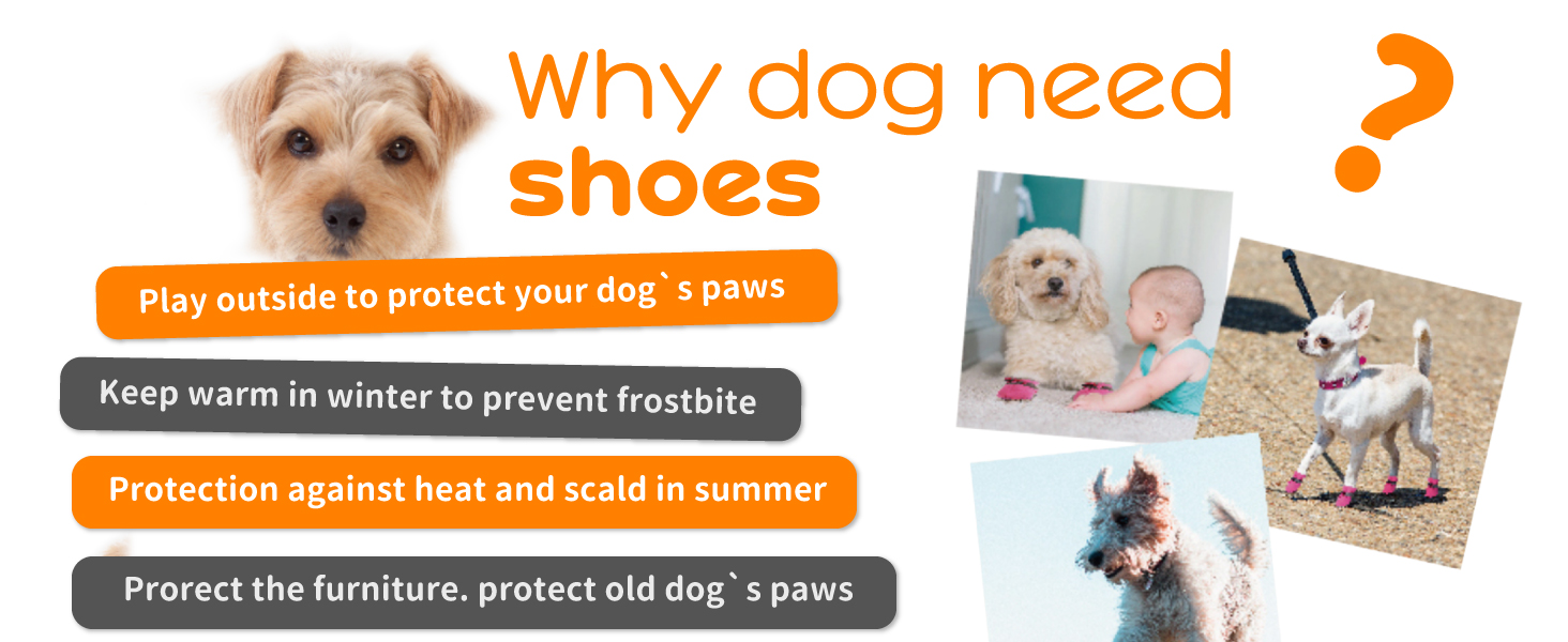 dog shoes
