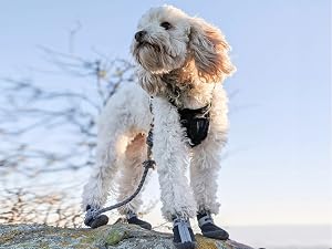 dog hiking boots