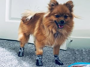 dog shoes prevent licking