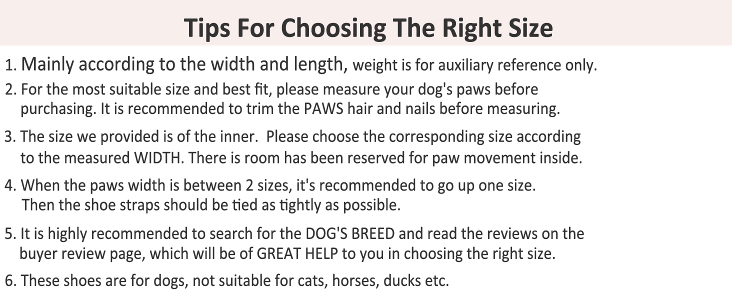 small dog shoes
