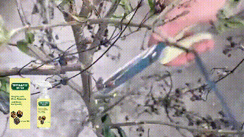 Tree, Bamboo & Grass Spray Adjuvant – Wetting and Spreading Agent for Plant Treatments