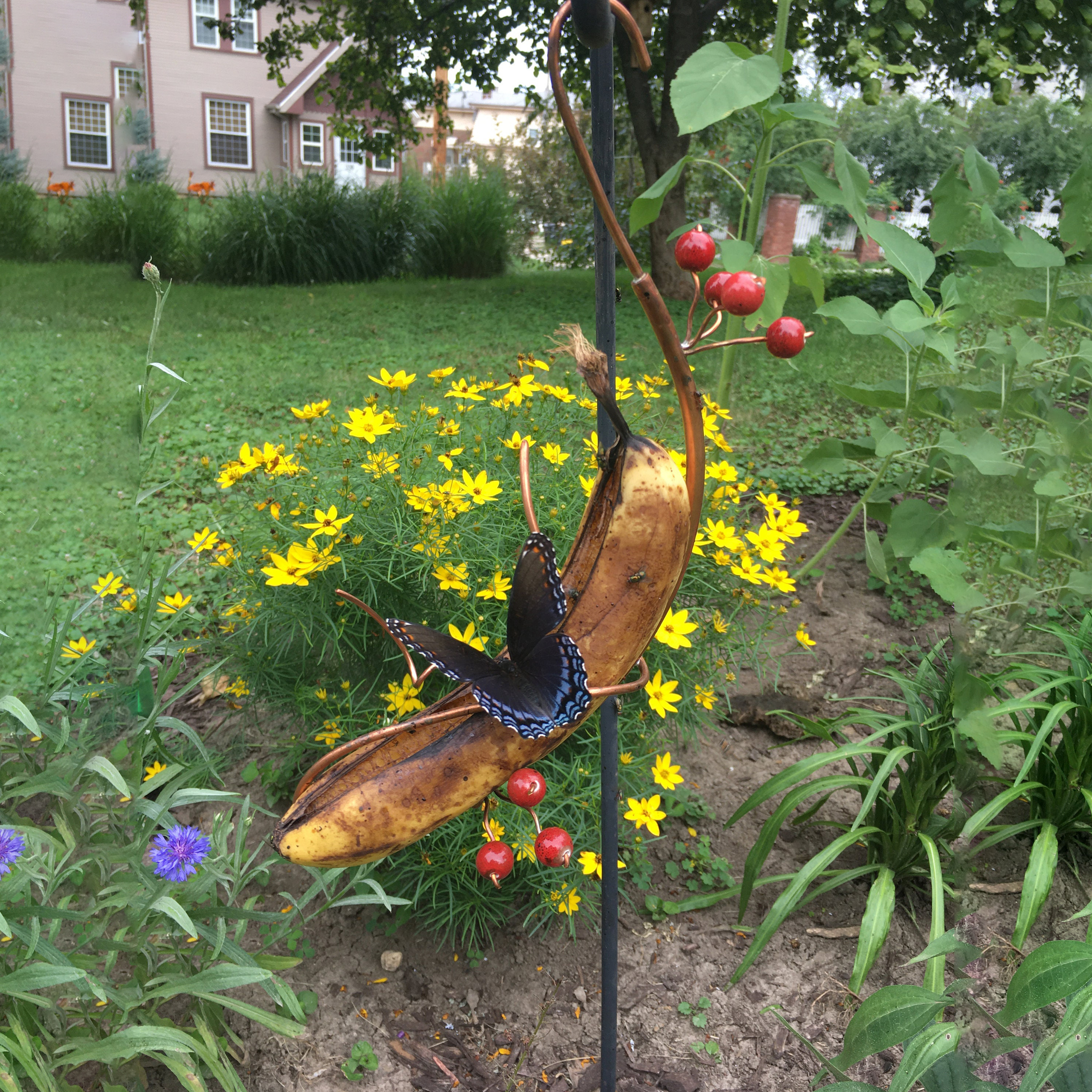 Butterfly Banana Feeder