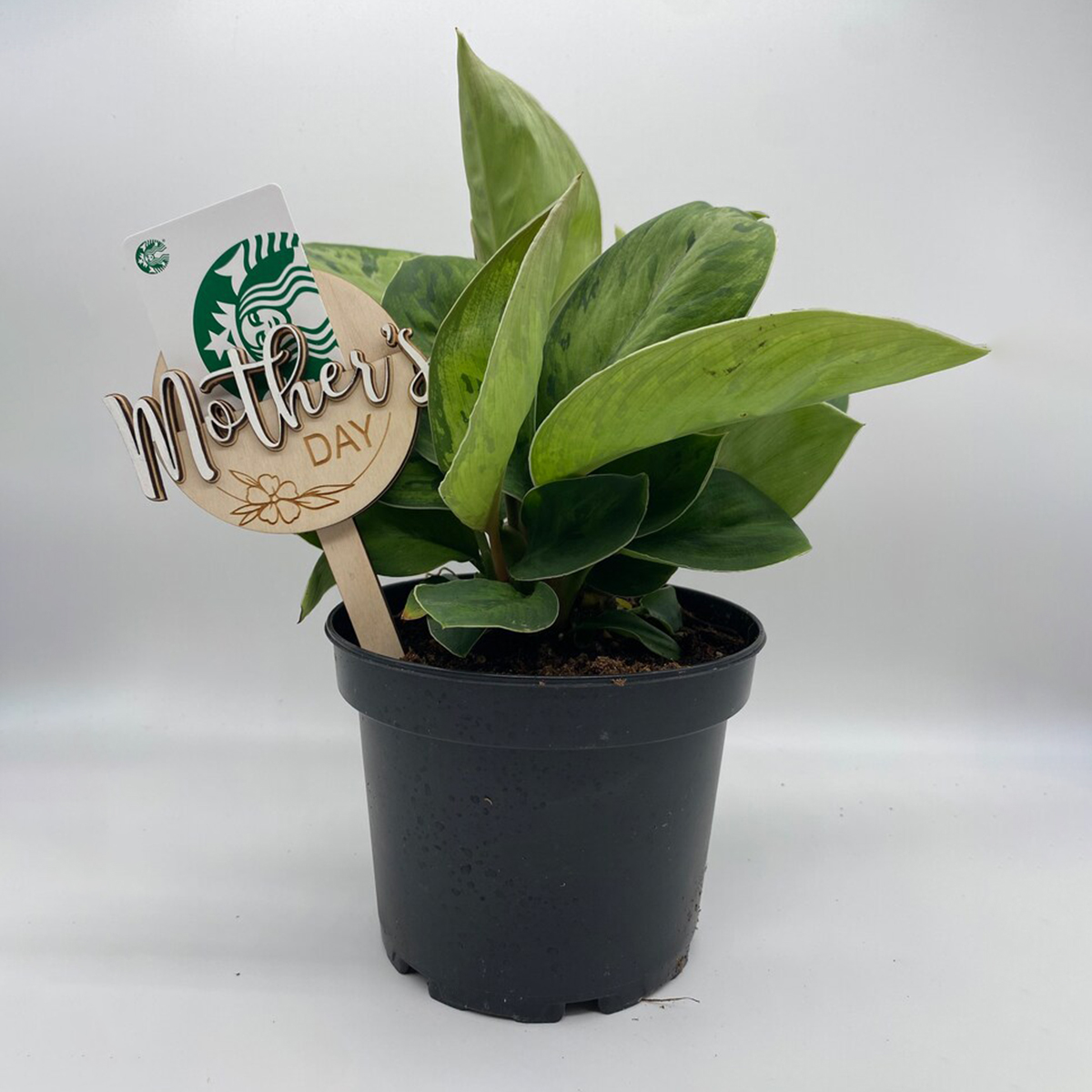 Mother’s Day Gift Card Holder 