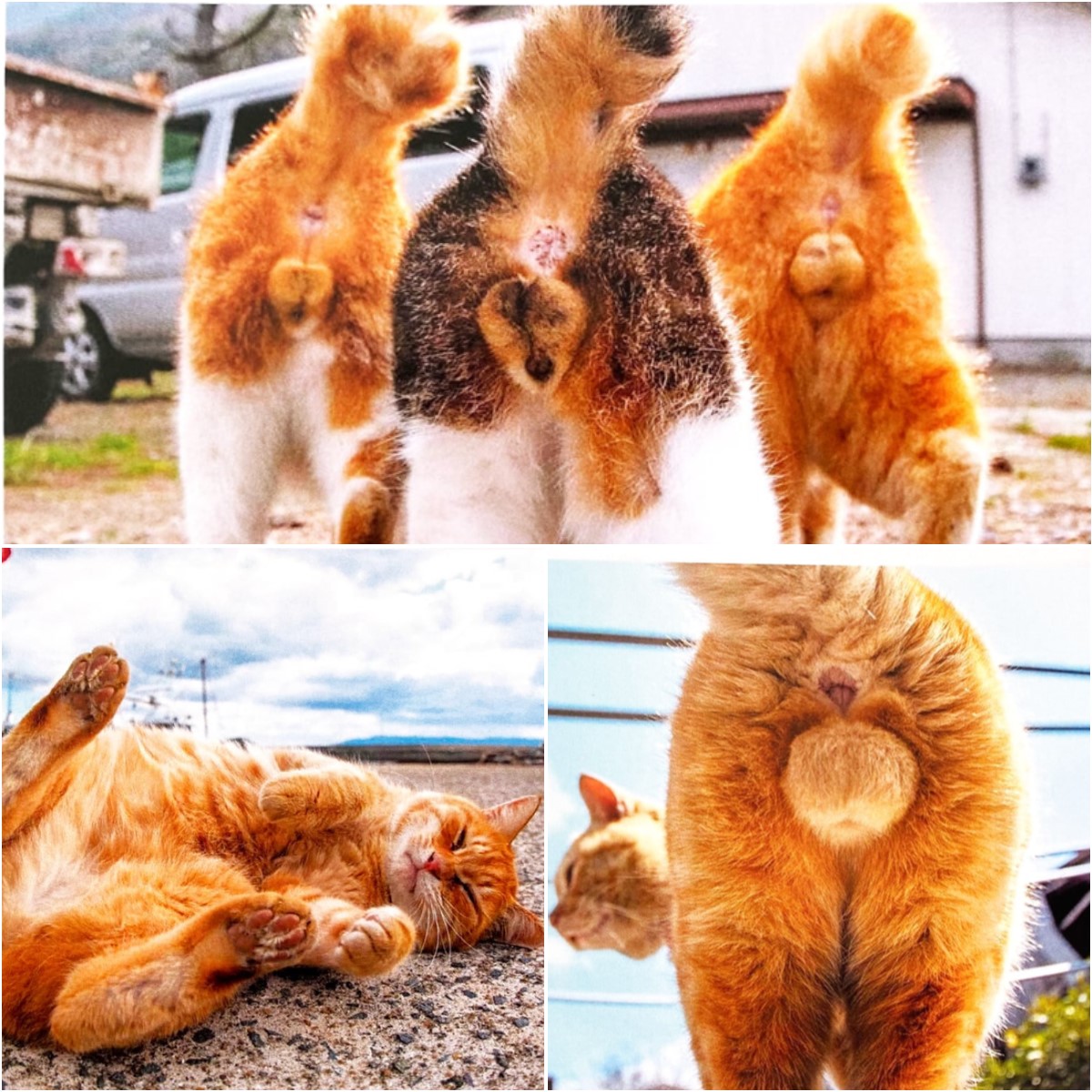 😻Funny Cat Butt Card - Sarcastic Holiday Cards🤣