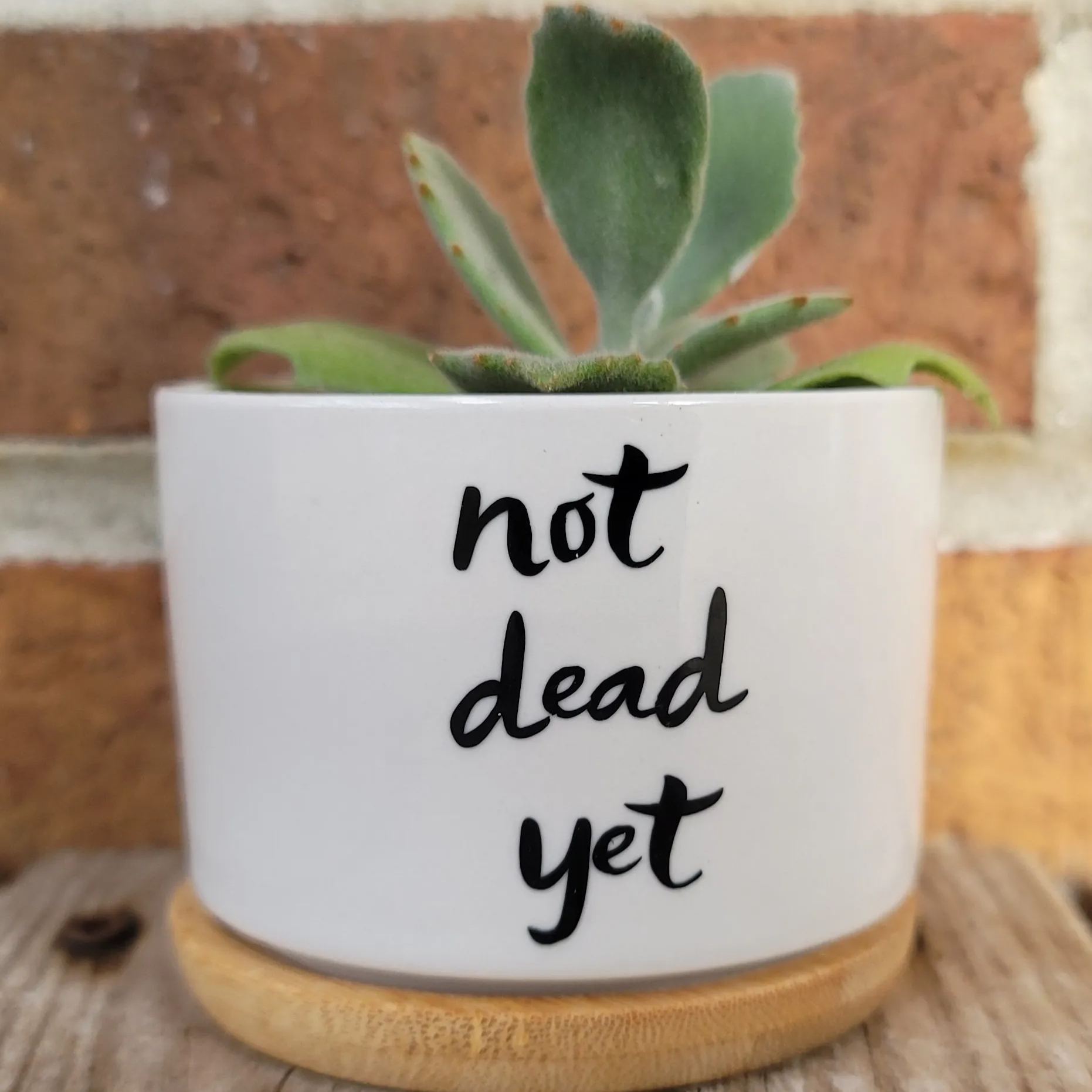 Sassy Sayings Ceramic Plant Pot