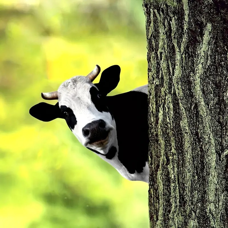 🐮Cute Cows Head Shape Iron Silhouette