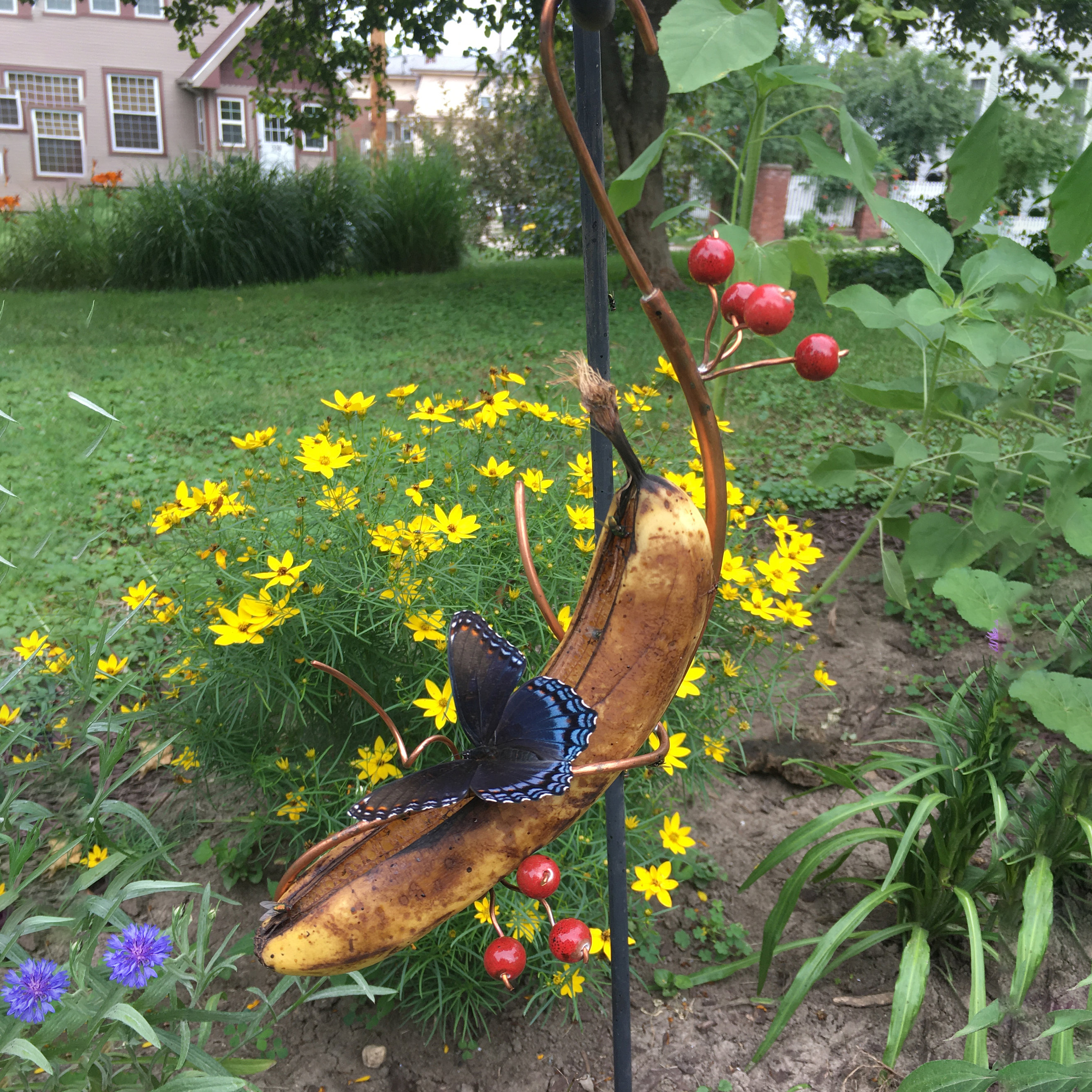 Butterfly Banana Feeder