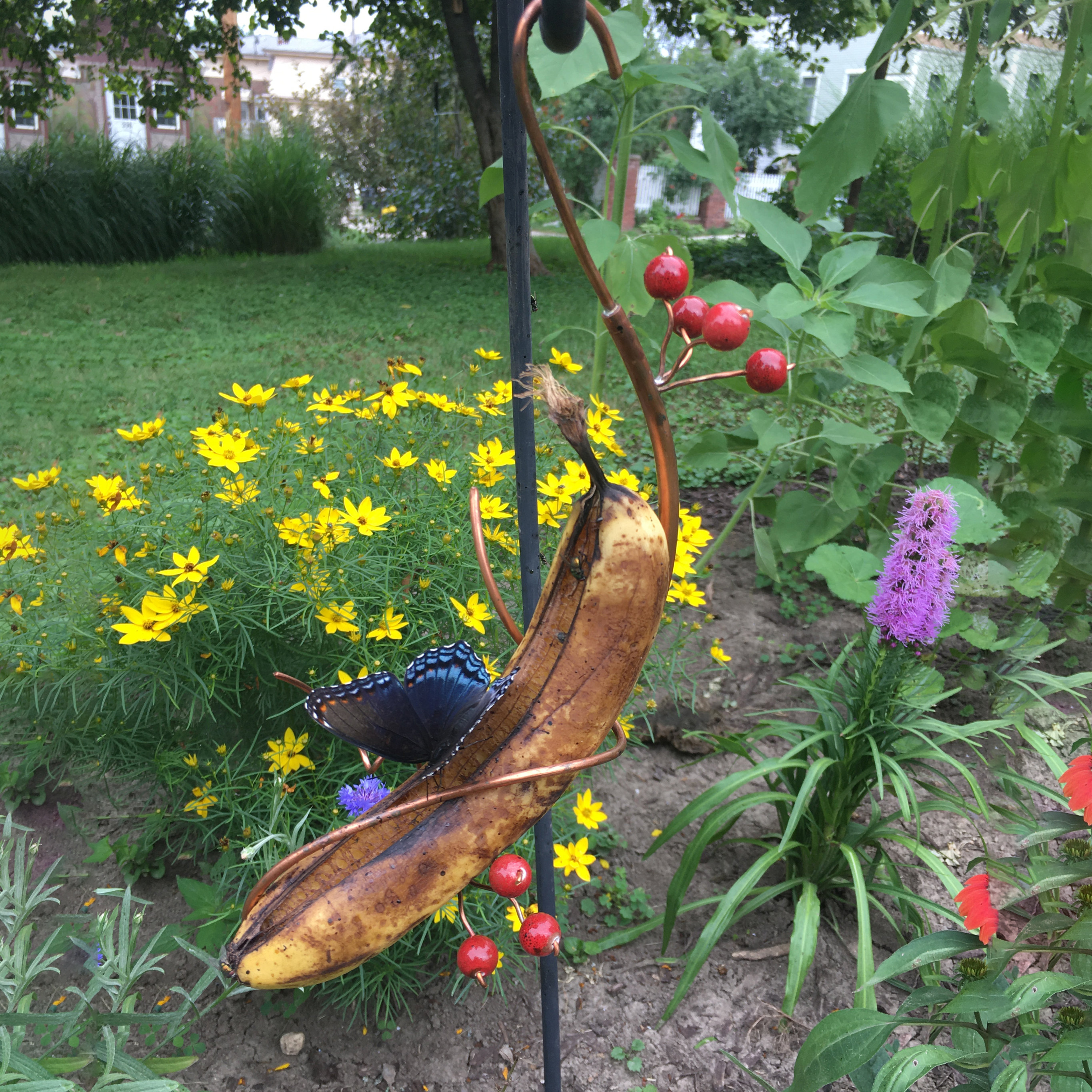 Butterfly Banana Feeder