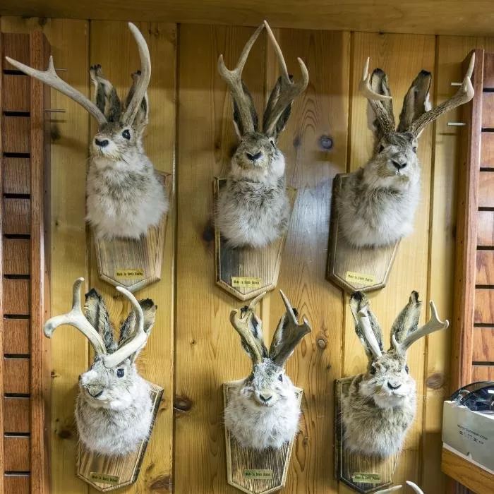 Cute Jackalope🐰
