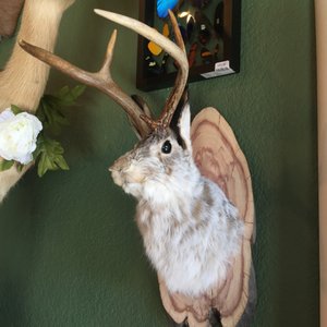 Cute Jackalope🐰