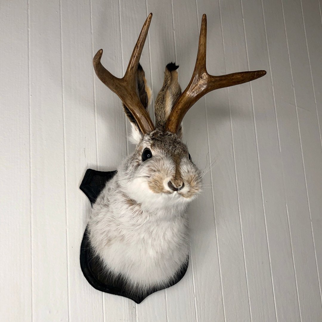 Cute Jackalope🐰