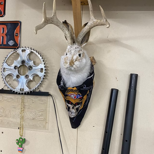 Cute Jackalope🐰