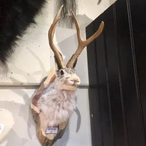Cute Jackalope🐰