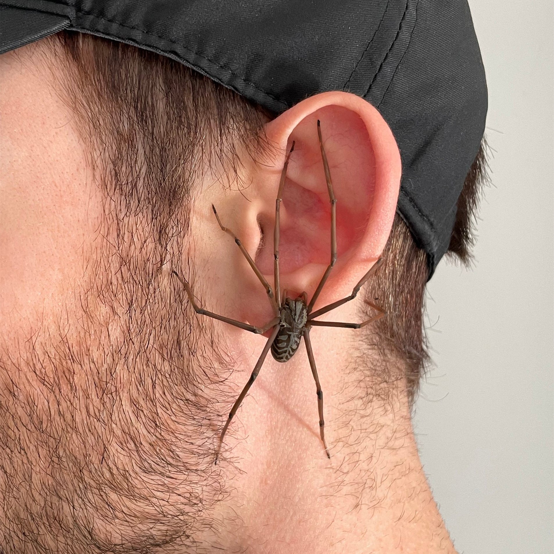 💝2023 CHRISTMAS GIFT🎅 - The Giant Spider Earring