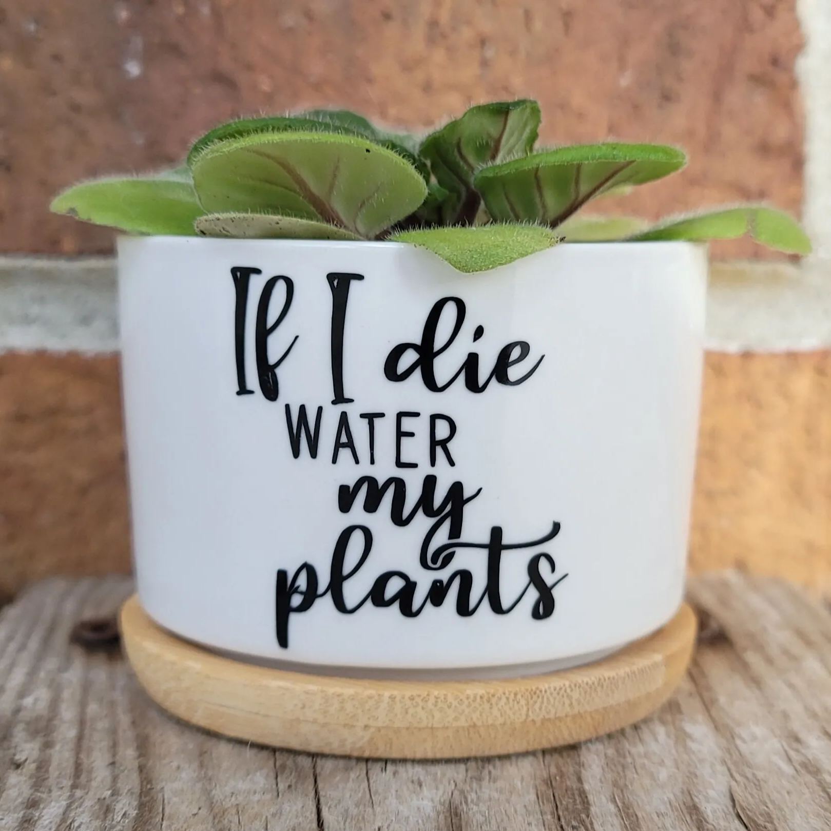 Sassy Sayings Ceramic Plant Pot