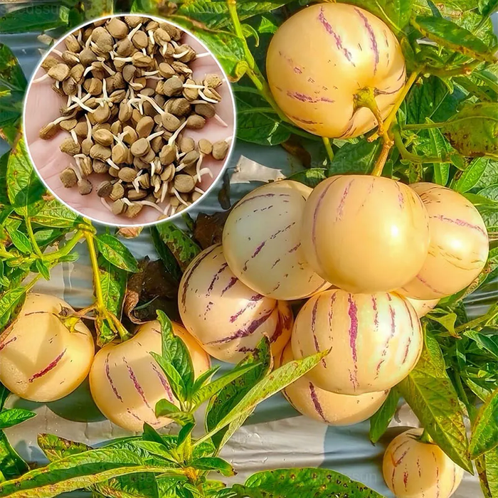 🍈 Rare Pepino Melon Seeds — Grow Your Own Exotic Fruit at Home
