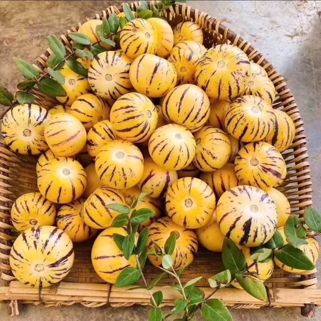 🍈 Rare Pepino Melon Seeds — Grow Your Own Exotic Fruit at Home