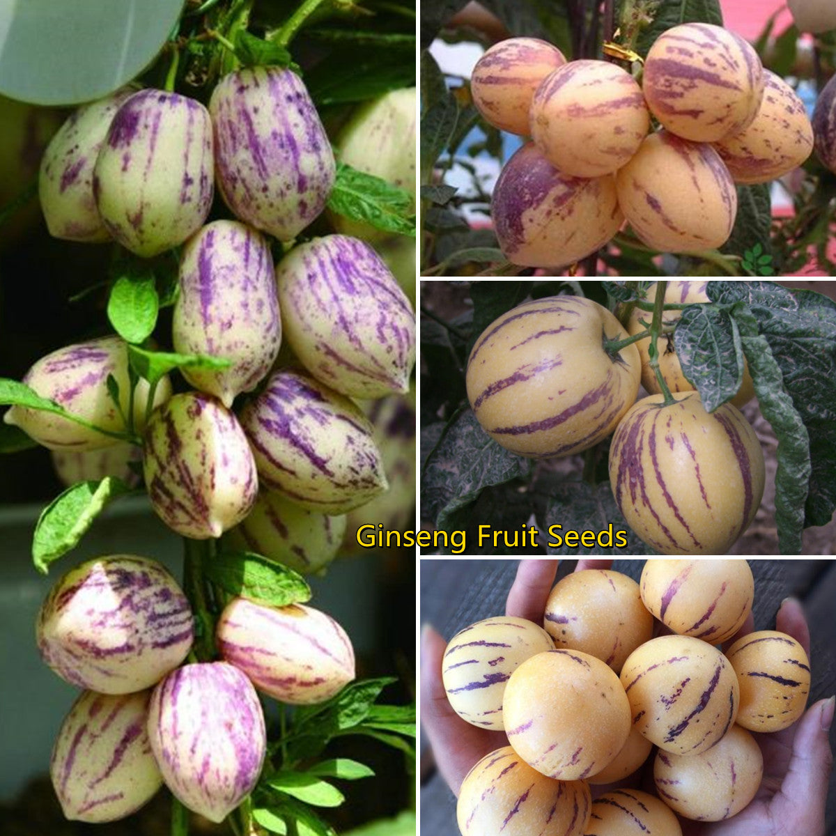 🍈 Rare Pepino Melon Seeds — Grow Your Own Exotic Fruit at Home