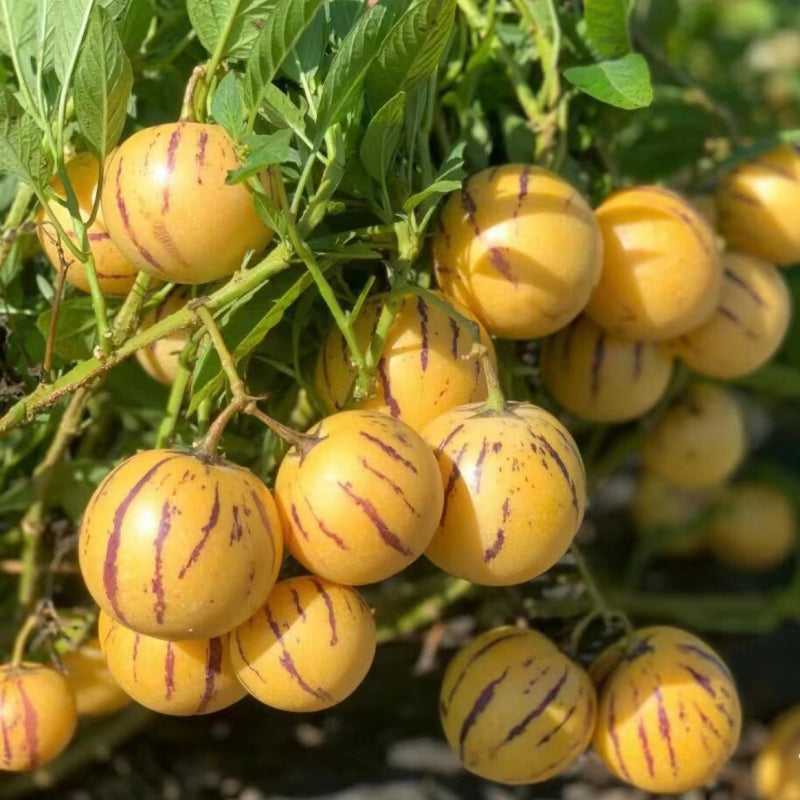 🍈 Rare Pepino Melon Seeds — Grow Your Own Exotic Fruit at Home