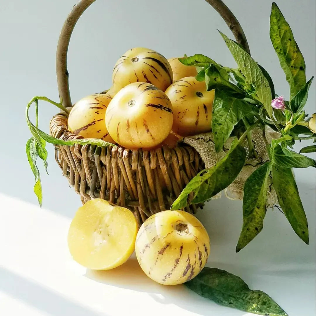 🍈 Rare Pepino Melon Seeds — Grow Your Own Exotic Fruit at Home